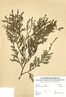 藏品(臺灣肖楠)的圖片